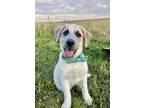 Adopt Kona2 a Australian Shepherd, Lancashire Heeler