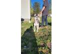 Adopt Koda a Siberian Husky