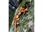 Adopt Bo a Bloodhound, German Shepherd Dog