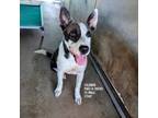 Adopt Coleman a Shepherd, Husky