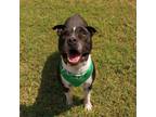 Adopt Wicker (Zeus) a American Staffordshire Terrier, Pit Bull Terrier