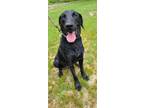 Adopt MERLIN a Affenpinscher