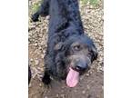 Adopt DANDY a Poodle, Labrador Retriever
