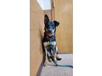 Adopt Toby a Golden Retriever, German Shepherd Dog