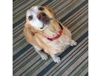 Adopt Ol Man Cooper a Yellow Labrador Retriever