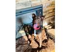 Adopt Sharkbait a Pit Bull Terrier, Mixed Breed