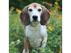 Adopt Baxter a Beagle