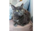Adopt Asher a Russian Blue