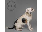Adopt Rocky a Treeing Walker Coonhound