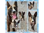 Adopt Aspen CFS 240048491 a Husky
