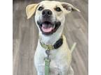 Adopt Dijon a Labrador Retriever