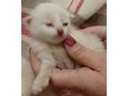 Adopt Snowy a Domestic Short Hair