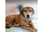 Adopt Diamond a American Staffordshire Terrier, Mixed Breed