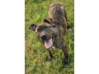 Adopt Sesame a American Staffordshire Terrier