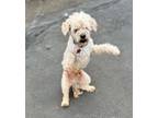 Adopt Romeo a Poodle, Mixed Breed