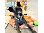 Adopt Bobby a Boxer