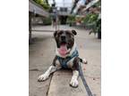 Adopt Mayo a Mixed Breed