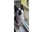 Adopt Killion a Domestic Short Hair