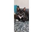 Adopt Gideon a Domestic Short Hair
