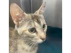 Adopt Taffy a Domestic Short Hair