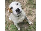 Adopt Peterbilt a Staffordshire Bull Terrier