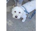 Adopt Bob a Bichon Frise