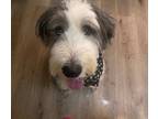 Adopt Bruno a English Shepherd