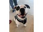 Adopt Reed a Pit Bull Terrier
