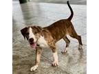 Adopt Cereal Litter: Raisin Bran a Catahoula Leopard Dog, Mixed Breed