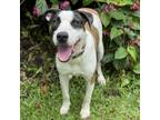 Adopt Dale a Mixed Breed