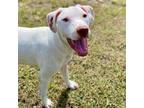 Adopt Cereal Litter: Granola a Catahoula Leopard Dog, Mixed Breed