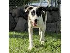 Adopt Chip a Mixed Breed