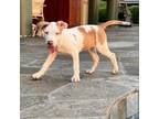 Adopt Cereal Litter: Wheeties a Catahoula Leopard Dog, Mixed Breed