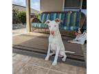 Adopt Cereal Litter: Chex a Catahoula Leopard Dog, Mixed Breed