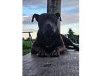 Adopt Bob a Pit Bull Terrier