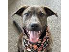 Adopt John B a German Shepherd Dog, Mixed Breed