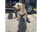Adopt Big Dog a Yellow Labrador Retriever, Pit Bull Terrier