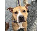 Adopt Teal a Pit Bull Terrier, Boxer