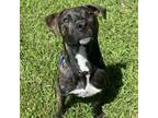 Adopt Pickles a Pit Bull Terrier, Labrador Retriever