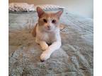 Adopt Roman a Tabby, Domestic Short Hair