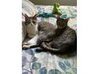 Adopt Simon and Garfunkel a Tabby, Domestic Short Hair