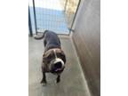 Adopt Manny a Staffordshire Bull Terrier