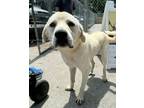 Adopt Bob a Great Pyrenees
