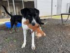 Adopt Skipper a Pointer