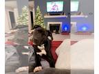 American Staffordshire Terrier Mix DOG FOR ADOPTION RGADN-1091070 - Ollie -