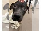 American Pit Bull Terrier Mix DOG FOR ADOPTION RGADN-1101259 - GOOSE - Pit Bull