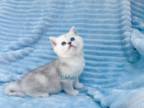 Scottish Straight Kittens