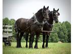 Beginner Safe BUDGET Friendly Draft Horse Team