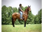 Friesian Sporthorse Gelding Ride & Drive