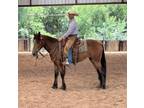 Draft Cross Filly